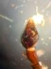 Piratula hygrophila